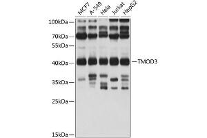 Western blot analysis of extracts of various cell lines, using TMOD3 antibody (ABIN1683055, ABIN3019135, ABIN3019136 and ABIN6220733) at 1:1000 dilution. (TMOD3 Antikörper  (AA 1-352))