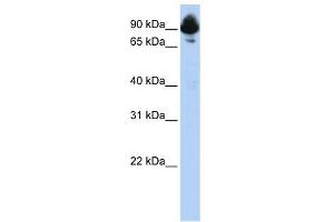 Western Blot showing RGS3 antibody used at a concentration of 1-2 ug/ml to detect its target protein.