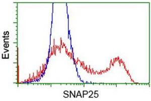 HEK293T cells transfected with either RC202068 overexpress plasmid (Red) or empty vector control plasmid (Blue) were immunostained by anti-SNAP25 antibody (ABIN2454625), and then analyzed by flow cytometry. (SNAP25 Antikörper)
