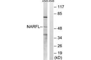 Western Blotting (WB) image for anti-Nuclear Prelamin A Recognition Factor-Like (NARFL) (AA 387-436) antibody (ABIN2890471) (NARFL Antikörper  (AA 387-436))