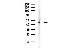 Western blot analysis of lysates from HUVEC cells, using ZDHHC2 Antibody at 1/1000 dilution.