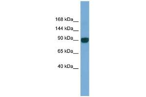 WB Suggested Anti-UNC45A Antibody Titration: 0.