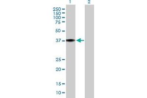 Western Blot analysis of MRPL38 expression in transfected 293T cell line by MRPL38 MaxPab polyclonal antibody. (MRPL38 Antikörper  (AA 1-346))