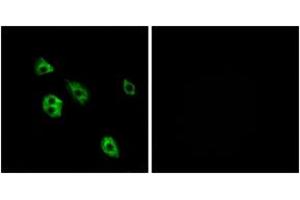 Immunofluorescence analysis of A549 cells, using GPR27 Antibody. (GPR27 Antikörper  (AA 181-230))