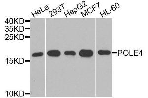 Western blot analysis of extracts of various cell lines, using POLE4 antibody. (POLE4 Antikörper  (AA 1-117))