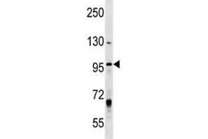 MCM8 antibody western blot analysis in T47D lysate. (MCM8 Antikörper  (AA 322-350))
