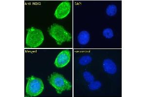 ABIN571285 Immunofluorescence analysis of paraformaldehyde fixed MCF7 cells, permeabilized with 0.