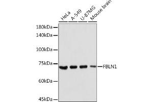 Western blot analysis of extracts of various cell lines, using FBLN1 Rabbit pAb (ABIN7267200) at 1:2000 dilution. (Fibulin 1 Antikörper  (AA 570-670))