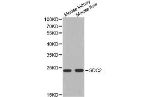 Western blot analysis of extracts of mouse kidney and mouse liver cell lines, using SDC2 antibody. (Syndecan 2 Antikörper)