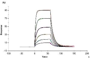 Surface Plasmon Resonance (SPR) image for CD200 (CD200) (AA 31-232) protein (His tag) (ABIN7274120)