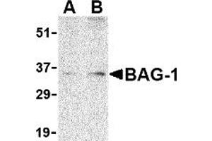 Western Blotting (WB) image for anti-BCL2-Associated Athanogene (BAG1) (N-Term) antibody (ABIN1031257) (BAG1 Antikörper  (N-Term))
