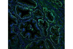 IF analysis of Nogo A/RTN4 using anti-Nogo A/RTN4 antibody (ABIN7603185).