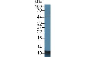 Detection of S100A8 in Porcine Lung lysate using Polyclonal Antibody to S100 Calcium Binding Protein A8 (S100A8)