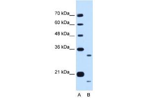 CCPG1 antibody used at 0. (CCPG1 Antikörper  (Middle Region))