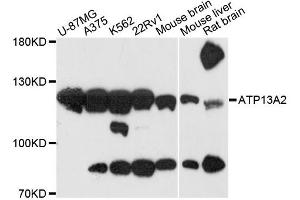 Western blot analysis of extracts of various cell lines, using ATP13A2 antibody (ABIN6290030) at 1:3000 dilution. (ATP13A2 Antikörper)