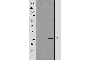 Western blot analysis of Hela whole cell lysates, using DUSP6 Antibody.