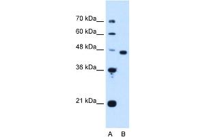 WB Suggested Anti-PA2G4 Antibody Titration:  1. (PA2G4 Antikörper  (Middle Region))