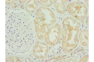 Immunohistochemistry of paraffin-embedded human kidney tissue using ABIN7148458 at dilution of 1:100 (COG4 Antikörper  (AA 506-785))