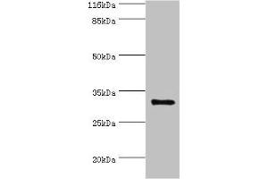 Western blot All lanes: KLK5 antibody at 2 μg/mL + MCF-7 whole cell lysate Secondary Goat polyclonal to rabbit IgG at 1/10000 dilution Predicted band size: 32 kDa Observed band size: 32 kDa (Kallikrein 5 Antikörper  (AA 23-293))