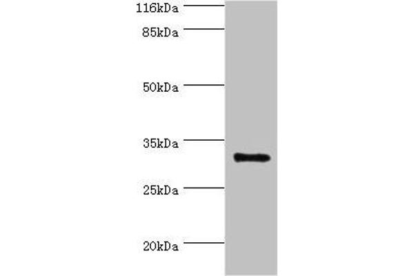 Kallikrein 5 antibody  (AA 23-293)