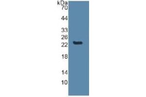 Western Blotting (WB) image for Caspase 8 (CASP8) ELISA Kit (ABIN6730951)