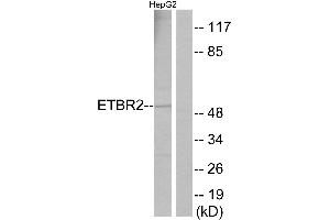 Immunohistochemistry analysis of paraffin-embedded human brain tissue using ETBR2 antibody. (ETBR2 Antikörper  (Internal Region))