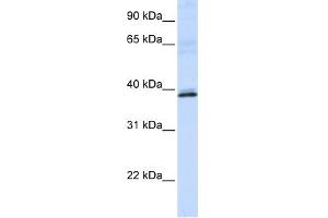 WB Suggested Anti-HAO2 Antibody Titration:  0. (Hydroxyacid Oxidase 2 (HAO2) (N-Term) Antikörper)