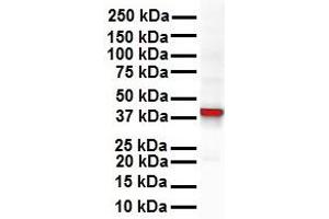 Western Blotting (WB) image for anti-GNAS Complex Locus (GNAS) (N-Term) antibody (ABIN2775543)