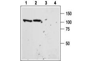 Western blot analysis of mouse (lanes 1 and 3) and rat (lanes 2 and 4) brain lysate: - 1,2. (Sortilin 1 Antikörper  (Extracellular Domain))