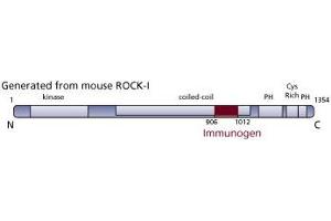 Image no. 1 for anti-rho-Associated, Coiled-Coil Containing Protein Kinase 1 (ROCK1) (AA 906-1012) antibody (ABIN968387) (ROCK1 Antikörper  (AA 906-1012))