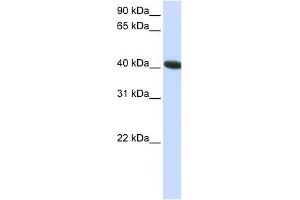 C1ORF159 antibody used at 1 ug/ml to detect target protein. (C1orf159 Antikörper  (C-Term))