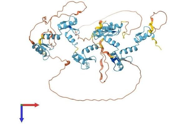 ZNF467 Protein (AA 1-595) (His tag)