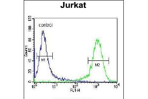Flow cytometric analysis of Jurkat cells (right histogram) compared to a negative control cell (left histogram). (ADCY2 Antikörper  (AA 451-481))