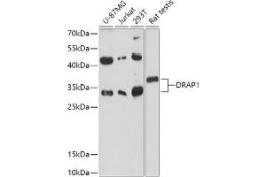 Western blot analysis of extracts of various cell lines, using DR antibody (ABIN7266844) at 1:1000 dilution. (DRAP1 Antikörper  (AA 50-150))