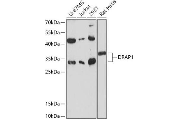 DRAP1 anticorps  (AA 50-150)