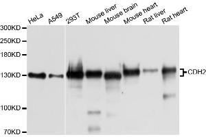 Western blot analysis of extracts of various cell lines, using CDH2 antibody (ABIN5971559) at 1/1000 dilution. (N-Cadherin Antikörper)