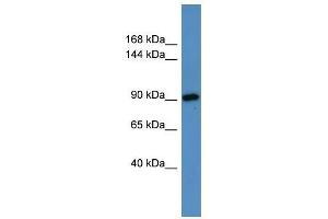 Hps3 antibody used at 0.