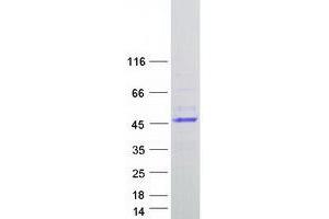 Western Blotting (WB) image for Helt BHLH Transcription Factor (HELT) protein (Myc-DYKDDDDK Tag) (ABIN2722642)