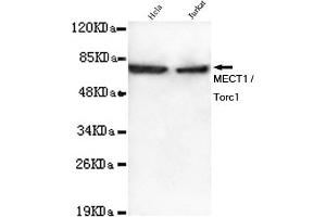 Western blot detection of MECT1 / Torc1 in Hela and Jurkat lysates using MECT1 / Torc1 mouse mAb (1:1000 diluted). (CRTC1 Antikörper)