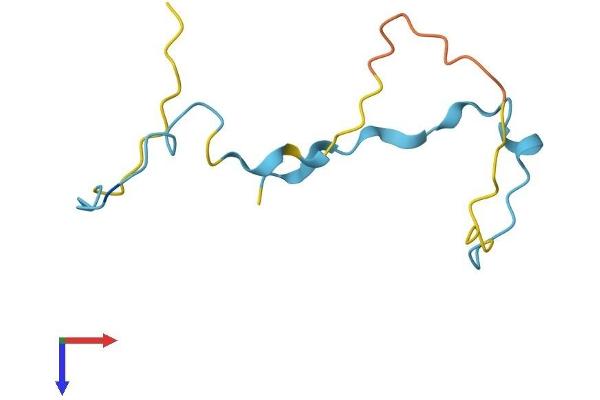 SMPX Protein (AA 1-88) (Fc Tag)