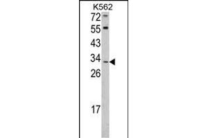 Western blot analysis of ITM2A Antibody (N-term) (ABIN390731 and ABIN2841002) in K562 cell line lysates (35 μg/lane).