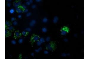 Anti-PDF mouse monoclonal antibody (ABIN2454640) immunofluorescent staining of COS7 cells transiently transfected by pCMV6-ENTRY PDF (RC205788). (GDF15 Antikörper)