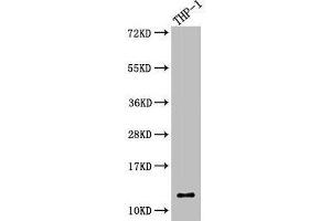 Western Blot Positive WB detected in: THP-1 whole cell lysate All lanes: CSTA antibody at 5. (CSTA Antikörper  (AA 2-98))
