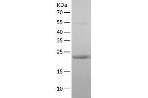 Western Blotting (WB) image for Canopy 3 Homolog (CNPY3) (AA 31-278) protein (His tag) (ABIN7122120)