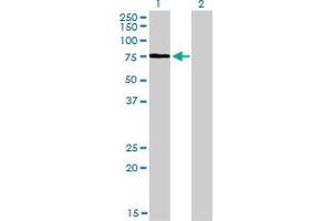 Western Blot analysis of KIF2C expression in transfected 293T cell line by KIF2C monoclonal antibody (M01), clone 1G2. (KIF2C Antikörper  (AA 1-100))