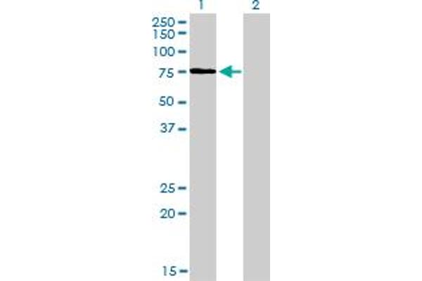 KIF2C antibody  (AA 1-100)