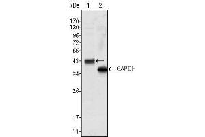 Western Blot showing WNT10B antibody used against Hela cell lysate (1). (WNT10B Antikörper)