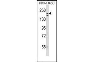 Western blot analysis of RNF160 Antibody  in NCI-H460 cell line lysates (35ug/lane). (RNF160 Antikörper  (Middle Region))
