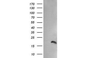Image no. 1 for anti-Peptidylprolyl Isomerase (Cyclophilin)-Like 3 (PPIL3) antibody (ABIN1500364) (PPIL3 Antikörper)
