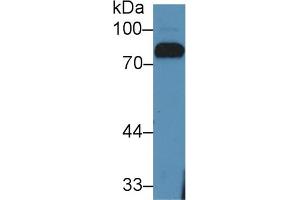 Detection of LTF in Bovine Serum using Polyclonal Antibody to Lactoferrin (LTF) (Lactoferrin Antikörper  (AA 25-352))